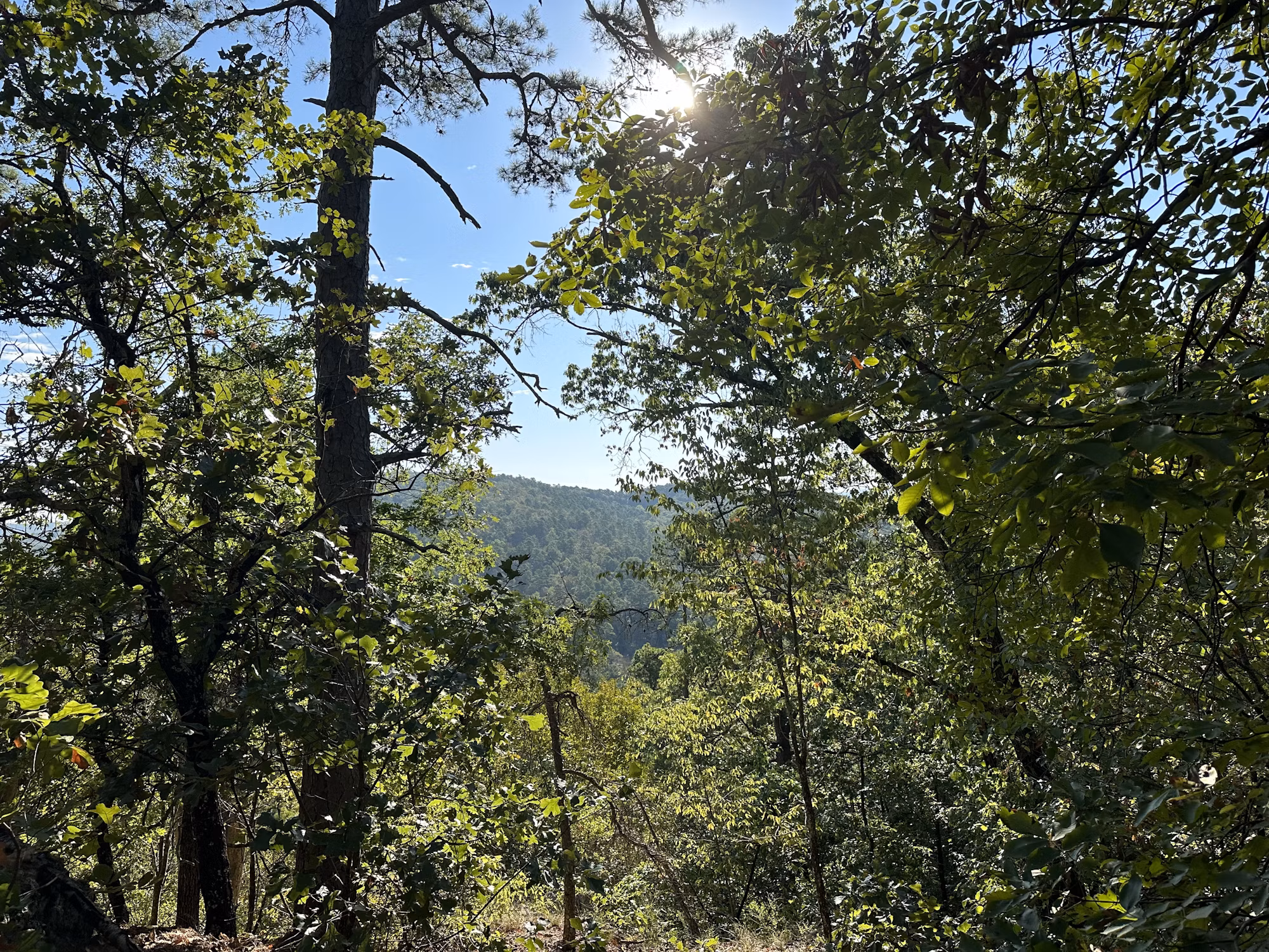 Exploring the World of Tea: A Journey Through Cultures and Flavors